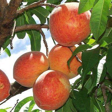 Aşılı Şeftali Fidanı Junegold ERKEN, Torbada