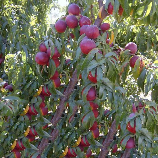 Aşılı, VENÜS (ERKENCİ) Nektarin Fidanı, Torbada
