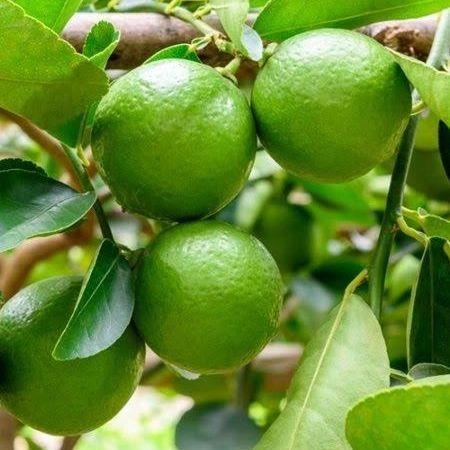 Ultra Bodur Misket Süs Limonu, Tüplü ve Meyve Verir Yaşta)