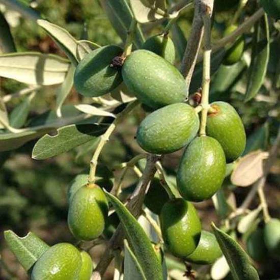 Her Bölgeye Uygun Sofralık ve Sıkımlık Tüplü Amasya Zeytini Fidanı