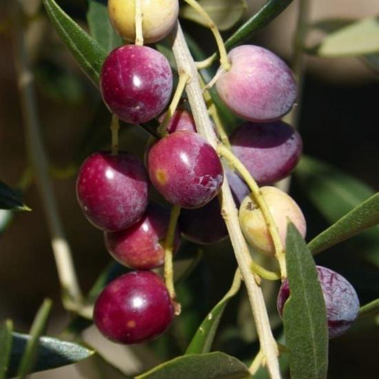 Sınırlı Stok Tüplü Kalamata Zeytini (Yunan Menşei) Fidanı
