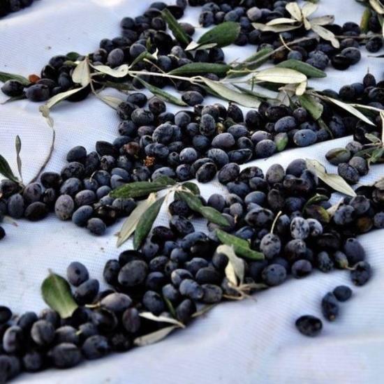 Tüplü Sınırlı Üretim Cezayir Menşei – Sigoise Zeytini Fidanı