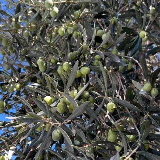 Sınırlı Stok Tüplü Sırbistan - Picholine Zeytini Fidanı