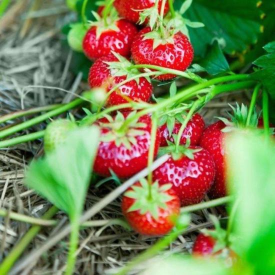 10 Adet Tüplü Rubigem Çilek Fidesi