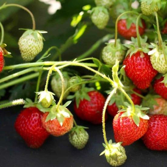 Organik Tüplü 10 Adet Sweet Ann Çilek Fidesi