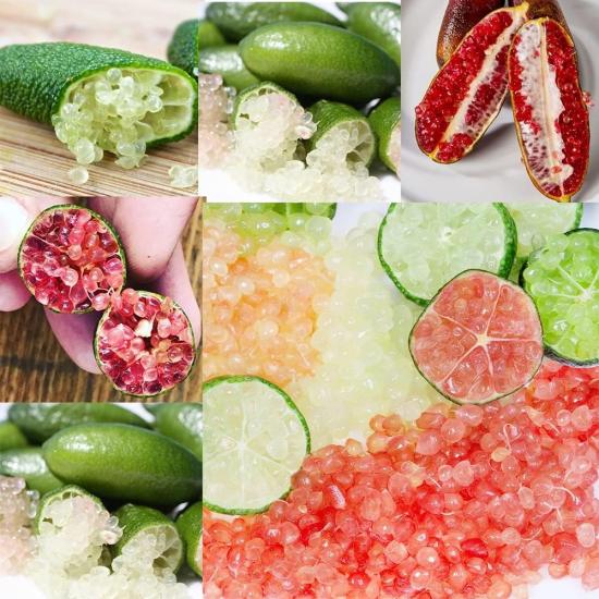100 Adet Finger Lime Fidanı