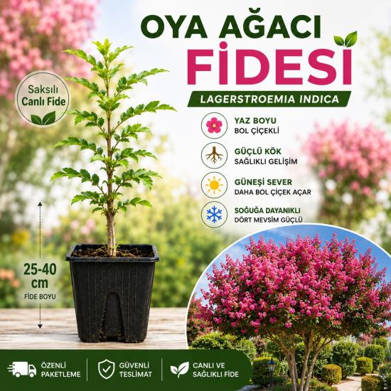 Oya Ağacı Fidesi – Saksılı Canlı Fide, 25-40 cm, Güçlü Kök Yapısı