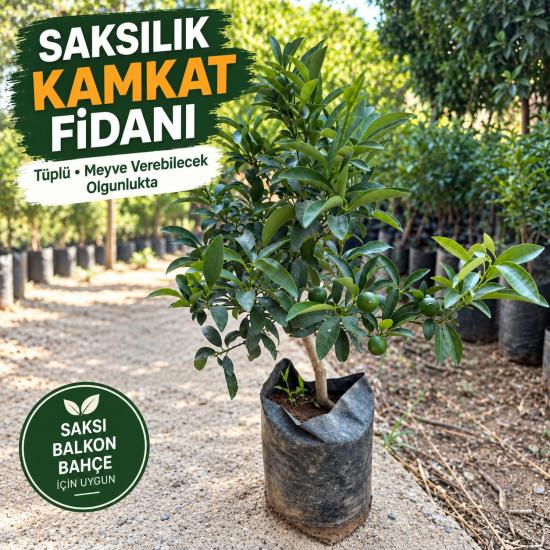 Saksıda Yetişen Kamkat Fidanı – Tüplü Kumkuat Meyve Ağacı, Balkon ve Teras İçin Uygun