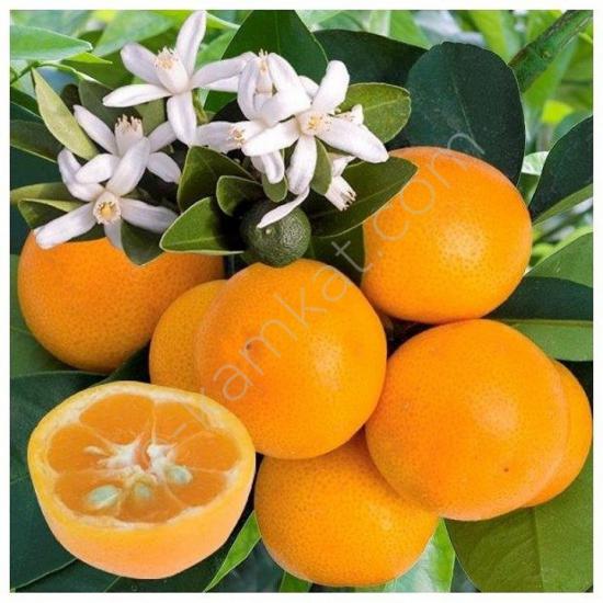 4 Yaş Aşılı Calamondin (Süs Mandalinası) Fidanı | Torbalı Meyve Veren Narenciye