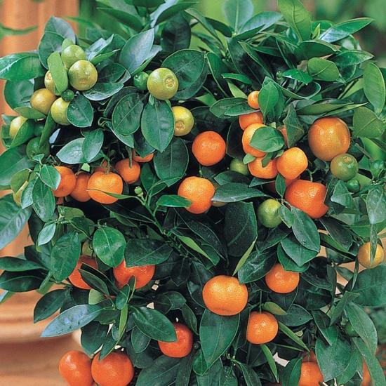 Büyük Form 6 Yaş Calamondin | Aşılı Süs Mandalinası Koleksiyonluk Ağaç