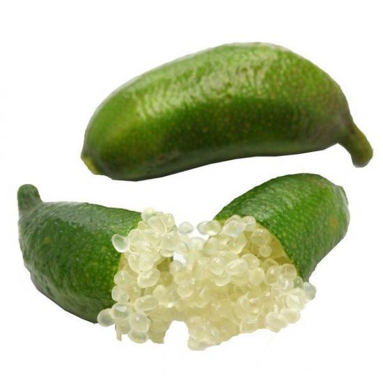 Berke Fidancılık 6 Yaş Aşılı Finger Lime (Parmak Limon) Fidanı – Torbada | Egzotik Narenciye Türü