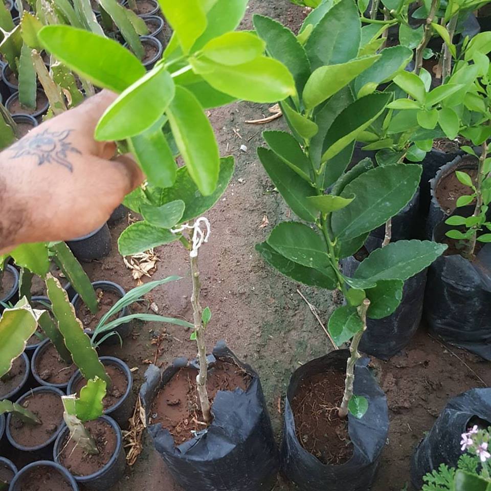 2 Yaş Aşılı Tahiti Lime Yeşil Limon Fidanı, Torbada