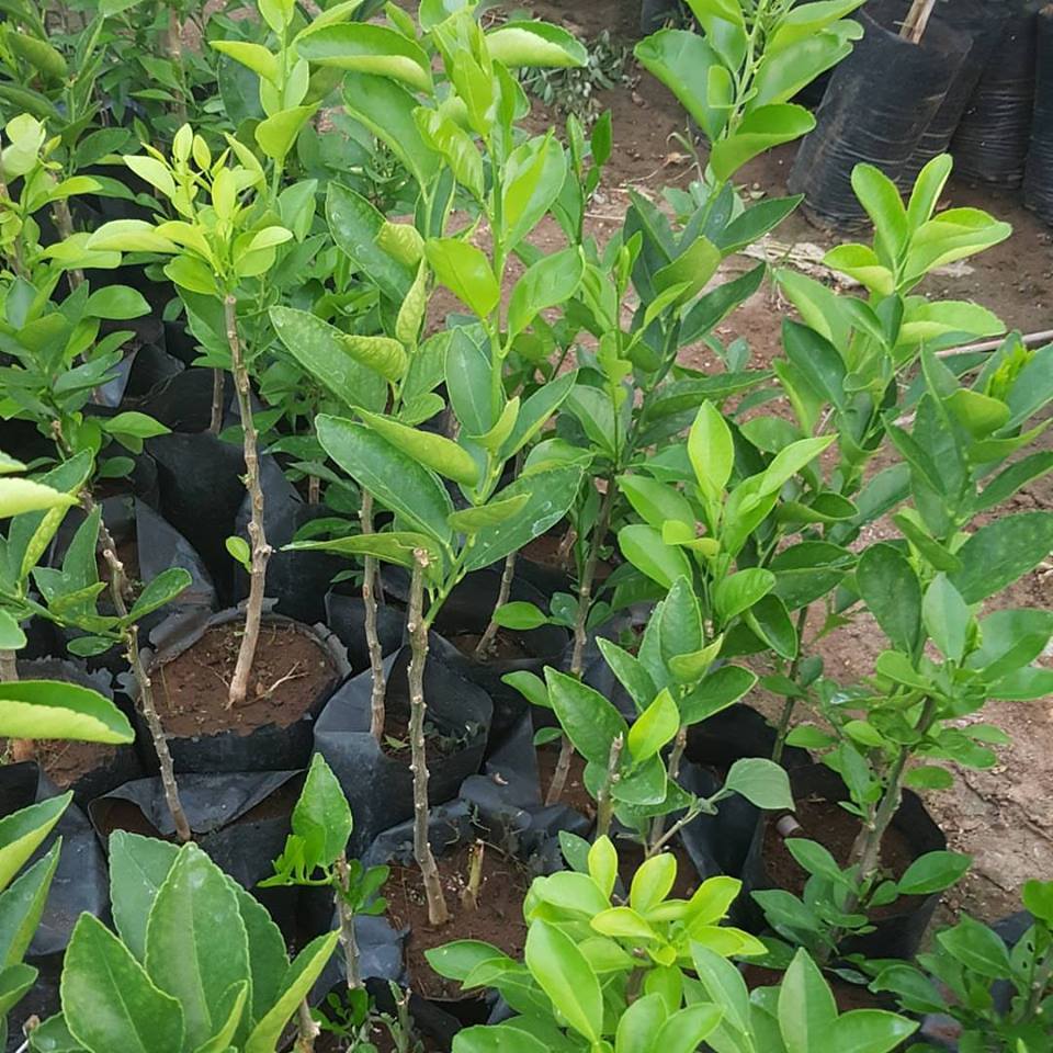 2 Yaş Aşılı Tahiti Lime Yeşil Limon Fidanı, Torbada