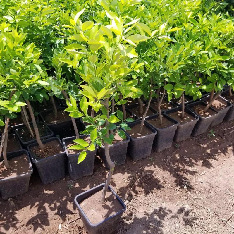 7 Yaş Aşılı Yediveren Limon Fidanı, Saksıda