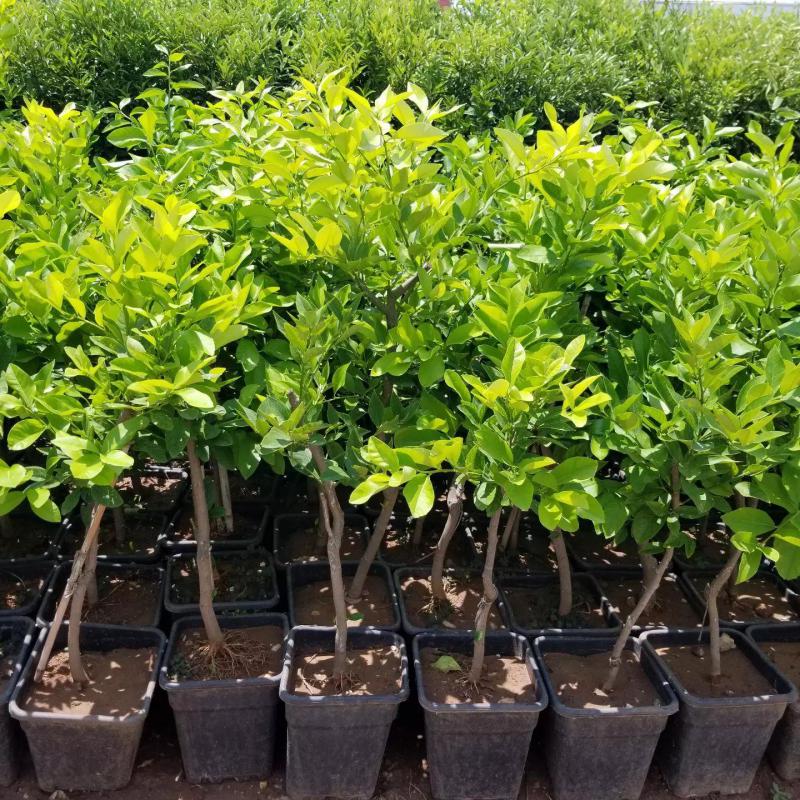 7 Yaş Aşılı Yediveren Limon Fidanı, Saksıda